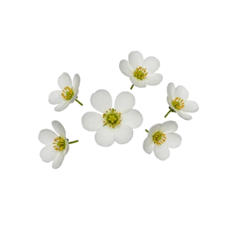 Ciste Labdanum fragrance note