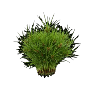 Cypriol fragrance note
